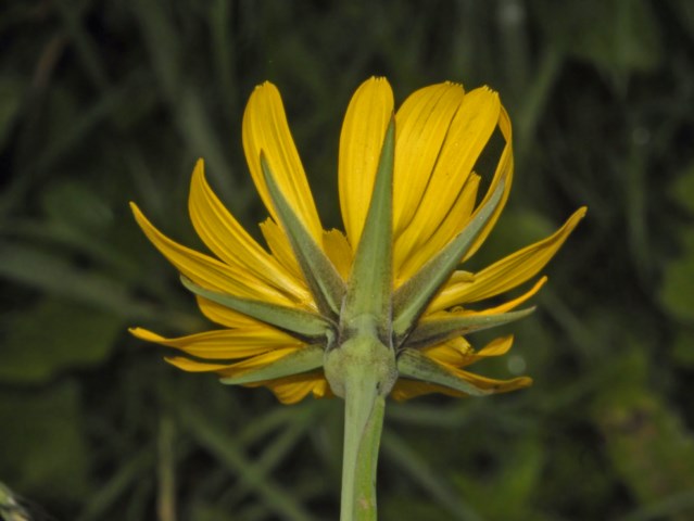 Tragopogon pratensis / Barba di becco